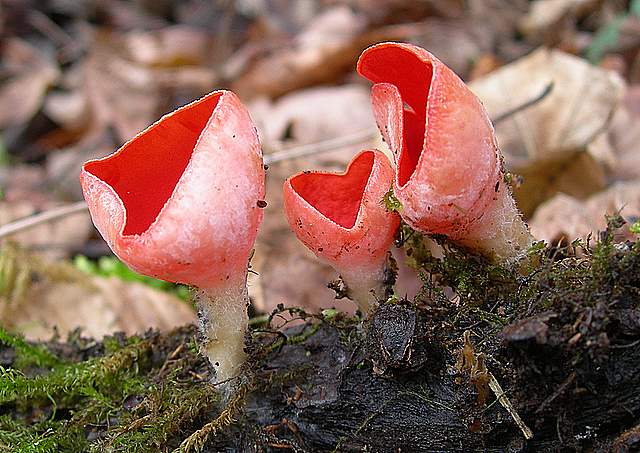 Nel  Regno  della  Jurana